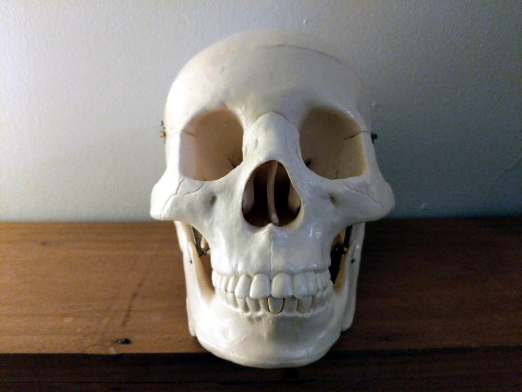 Anatomically correct human skull with working jaw and brain, front view