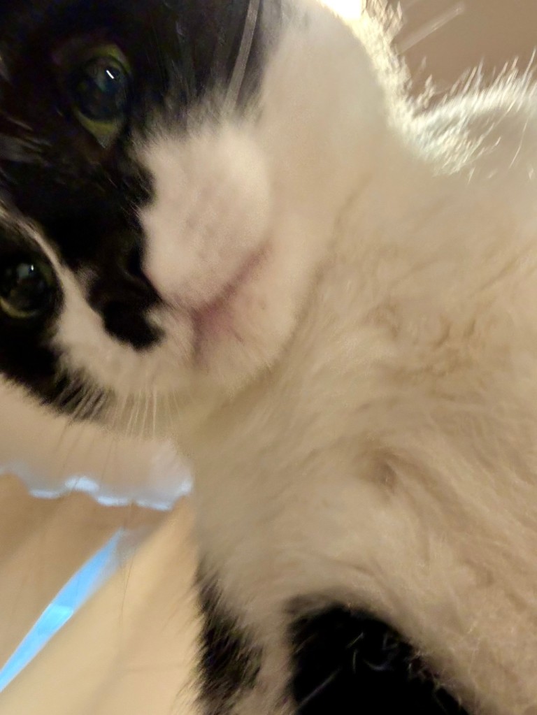 Tuxedo cat Mose takes a selfie of himself.